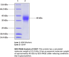 CD47 (human, recombinant) (IAP, Integrin-associated Protein, Integrin-associated Signal Transducer, Leukocyte Surface Antigen CD47)
