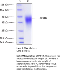 VISTA (human, recombinant) (DD1α, Death Domain 1α, PD-1H, Programmed Cell Death 1 Homolog, SISP1, Stress-Induced Secreted Protein 1, V-domain Ig Suppressor of T cell activation, V-set Domain-Containing Immunoregulatory Receptor, V-set Immunoregulatory Receptor)