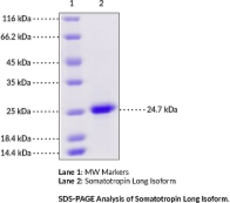 Somatotropin Long Isoform (human, recombinant) (Growth Hormone 1, Pituitary Growth Hormone)
