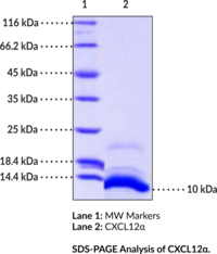 CXCL12α (human, recombinant) (Chemokine (C-X-C motif) Ligand 12, Intercrine Reduced in Hepatomas, Pre-B Cell Growth-stimulating Factor, SDF-1, Stromal Cell-derived Factor 1)