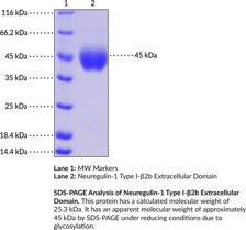 Neuregulin-1 Type I-β2b Extracellular Domain (human, recombinant; aa 20-238) (Heregulin β2b, HRG-β2b, NDF-β2b, Neu Differentiation Factor β2b, NRG1-β2b, NRG1 Type I Isoform β2b)