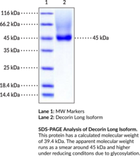 Decorin Long Isoform (human, recombinant) (Bone Proteoglycan II, PG-S2, PG-40, PG-II)