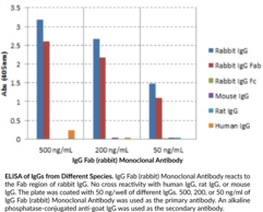 IgG Fab (rabbit) Monoclonal Antibody (Clone RMG01)