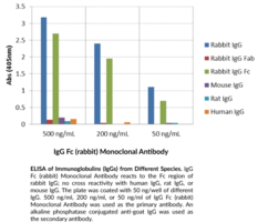 IgG Fc (rabbit) Monoclonal Antibody (Clone RMG02)