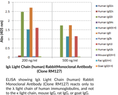 Igλ Light Chain (human) Rabbit Monoclonal Antibody (Clone RM127)