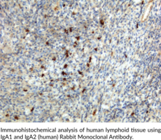 IgA1 and IgA2 (human) Rabbit Monoclonal Antibody (Clone RM128) (Immunoglobulin A1 and A2)