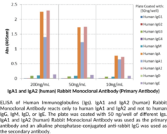 IgA1 and IgA2 (human) Rabbit Monoclonal Antibody (Clone RM128)
