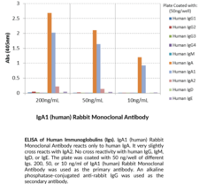 IgA1 (human) Rabbit Monoclonal Antibody (Clone RM124)