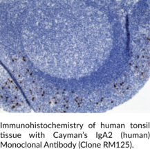 IgA2 (human) Monoclonal Antibody (Clone RM125) (Immunoglobulin A2)