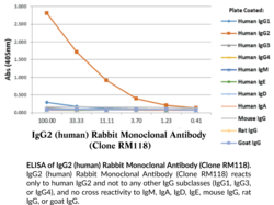 IgG2 (human) Rabbit Monoclonal Antibody (Clone RM118)