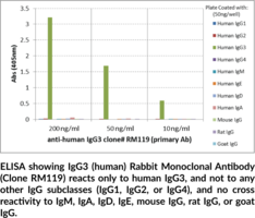 IgG3 (human) Rabbit Monoclonal Antibody (Clone RM119)