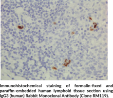 IgG3 (human) Rabbit Monoclonal Antibody (Clone RM119)