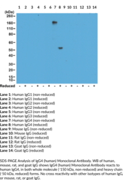 IgG4 (human) Monoclonal Antibody (Clone RM120)