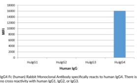 IgG4 Fc (human) Rabbit Monoclonal Antibody (Clone RM217) (Immunoglobulin G4)