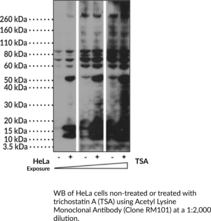 Acetyl Lysine Monoclonal Antibody (Clone RM101) (ACE)