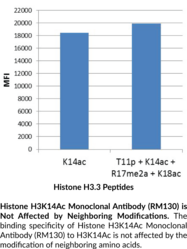 Histone H3K14Ac Monoclonal Antibody (RM130)