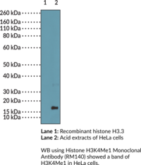 Histone H3K4Me1 Monoclonal Antibody (RM140)