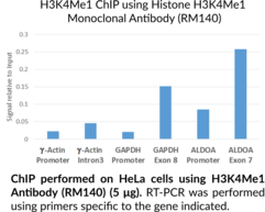 Histone H3K4Me1 Monoclonal Antibody (RM140)