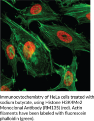 Histone H3K4Me2 Monoclonal Antibody (RM135)