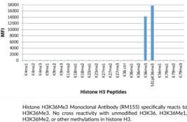 Histone H3K36Me3 Monoclonal Antibody (RM155)