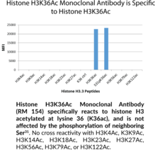 Histone H3K36Ac Monoclonal Antibody (RM154)
