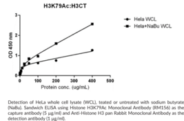 Histone H3K79Ac Monoclonal Antibody (RM156)