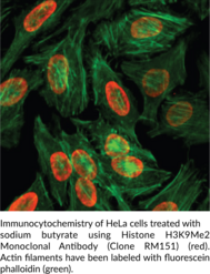 Histone H3K9Me2 Monoclonal Antibody (Clone RM151)