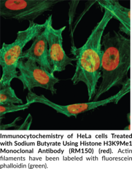 Histone H3K9Me1 Monoclonal Antibody (RM150)