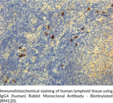 IgG4 (human) Rabbit Monoclonal Antibody - Biotinylated (RM120)