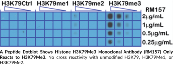 Histone H3K79Me3 Monoclonal Antibody (RM157)