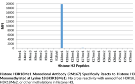 Histone H3K18Me1 Monoclonal Antibody (RM167)