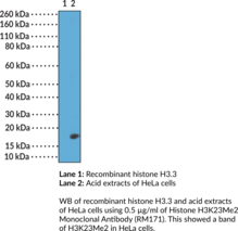 Histone H3K23Me2 Monoclonal Antibody (RM171)