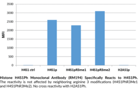 Histone H4S1Ph Monoclonal Antibody (RM194)
