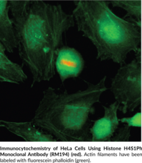 Histone H4S1Ph Monoclonal Antibody (RM194)