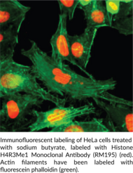 Histone H4R3Me1 Monoclonal Antibody (RM195)
