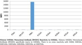 Histone H4K8Ac Monoclonal Antibody (RM201)