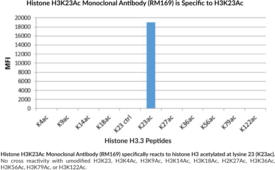 Histone H3K23Ac Monoclonal Antibody (RM169)