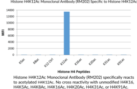 Histone H4K12Ac Monoclonal Antibody (RM202)
