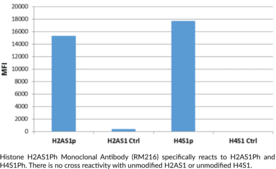 Histone H2AS1Ph Monoclonal Antibody (RM216)