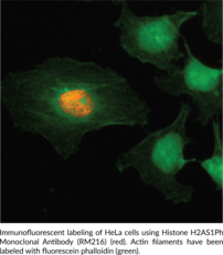 Histone H2AS1Ph Monoclonal Antibody (RM216)