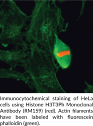 Histone H3T3Ph Monoclonal Antibody (RM159)
