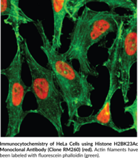 Histone H2BK23Ac Monoclonal Antibody (Clone RM260)