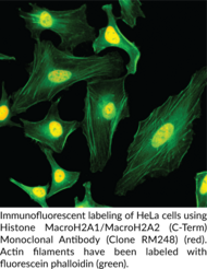 Histone MacroH2A1/MacroH2A2 (C-Term) Monoclonal Antibody (Clone RM248)