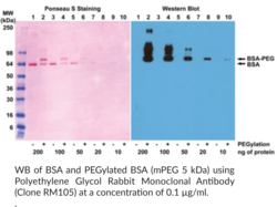 Polyethylene Glycol Rabbit Monoclonal Antibody (Clone RM105) (PEG)
