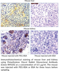 Polyethylene Glycol Rabbit Monoclonal Antibody (Clone RM105)