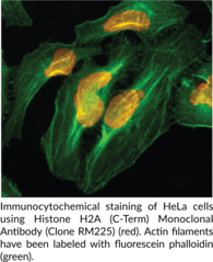 Histone H2A (C-Term) Monoclonal Antibody (Clone RM225)