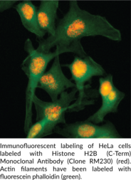 Histone H2B (C-Term) Monoclonal Antibody (Clone RM230)