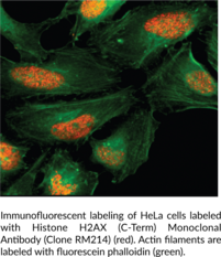 Histone H2AX (C-Term) Monoclonal Antibody (Clone RM214)