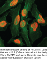 Histone H2A.Z (C-Term) Monoclonal Antibody (Clone RM215)