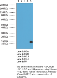 Histone H4 (C-Term) Rabbit Monoclonal Antibody (Clone RM212)